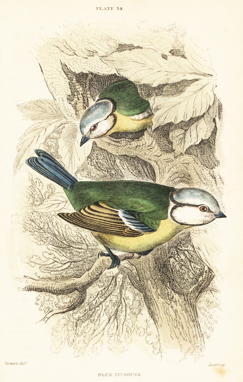 欧亚蓝山雀 Cyanistes caeruleus.1889（雕刻） 作者 未知艺术家