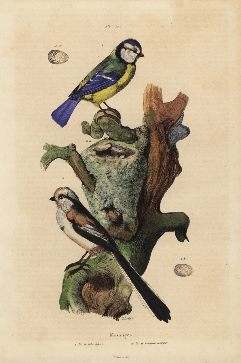 Eurasian blue tit, Cyanoses caeruleus, and egg, and long-tailed tit, Aegithalos caudatus, with nest and egg 作者 不明