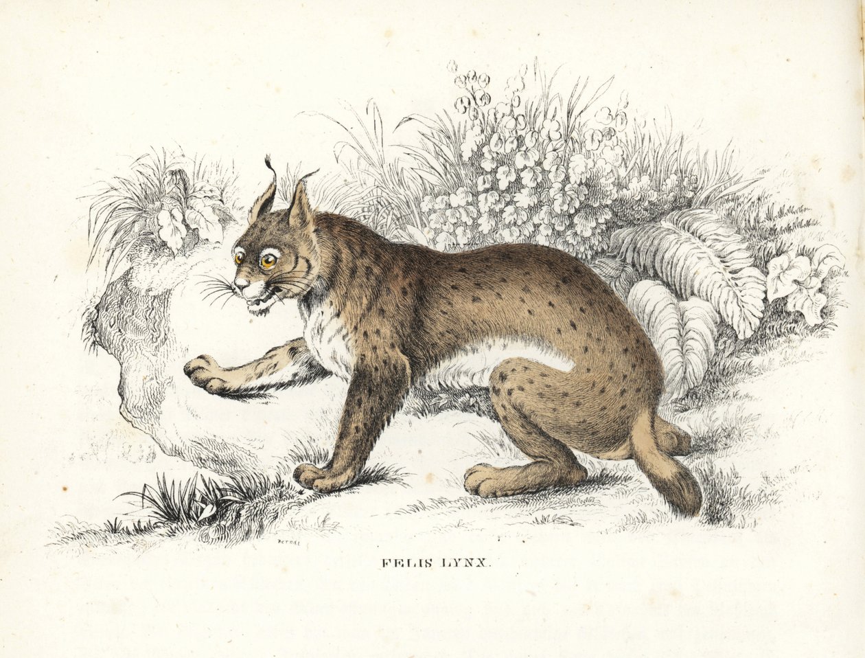 欧亚猞猁（Felis lynx）。Georg Friedrich Treitschke 的自然历史画廊，Naturhistorischer Bildersaal des Thierreiches，Liepzig-1842 手工彩色石版画。 作者 未知艺术家