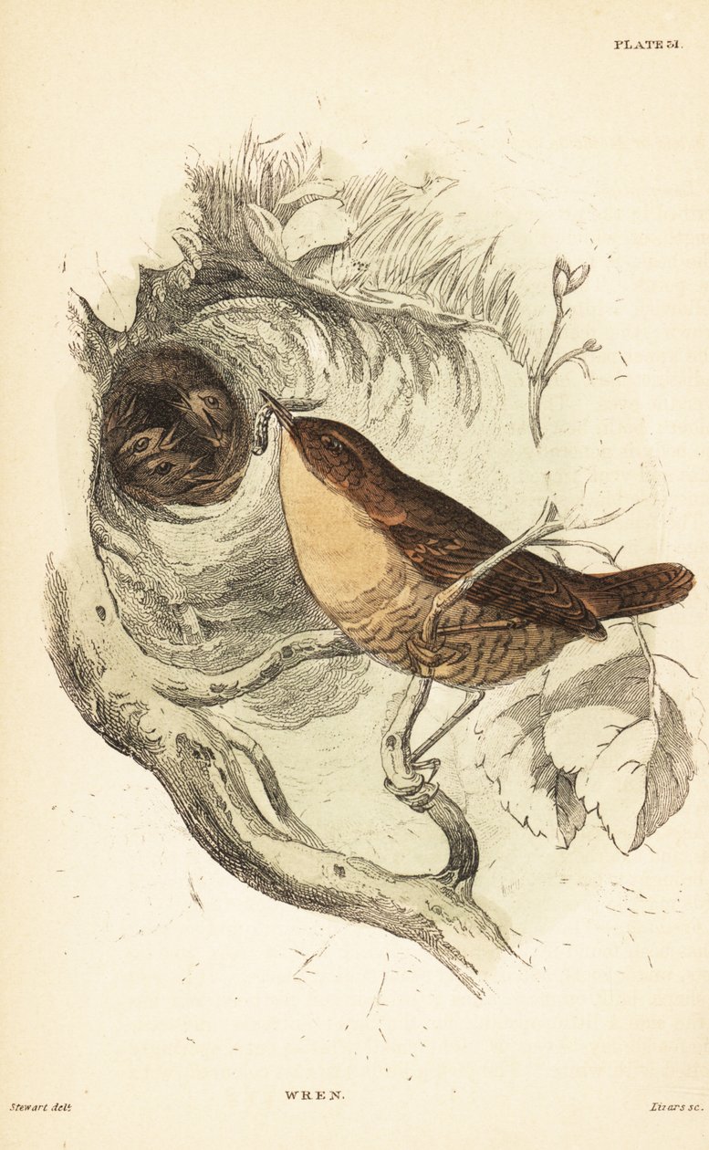 Eurasian wren, Troglodytes troglodytes.1889 (engraving)   1419106   zh       chinese Successfully Translated  Original: Le veche (assemblee populaire medievale des pays slaves) dans la republique de Novgorod (The veche in the republic of Novgorod). Peintur 作者 未知艺术家
