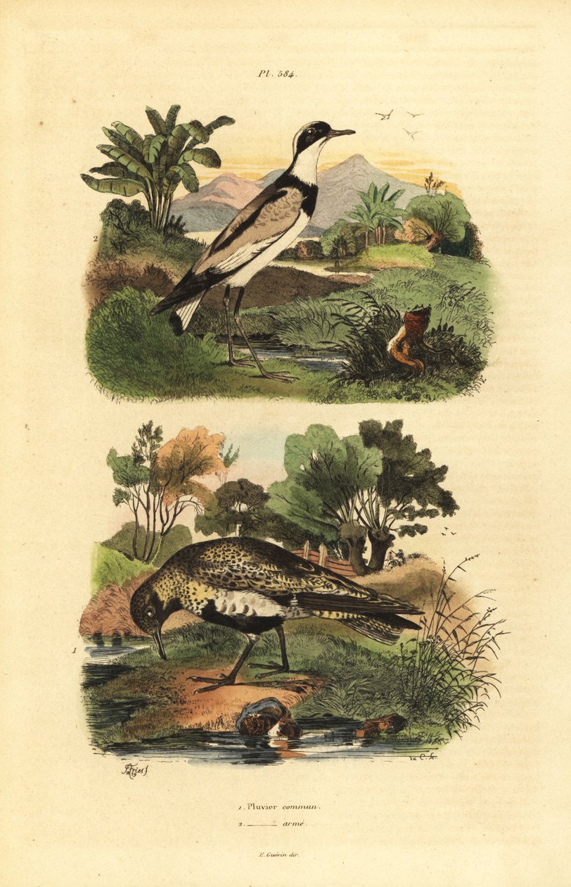 欧洲金鸻 Pluvialis apricaria 和环斑鸻 Charadrius hiaticula 作者 不明