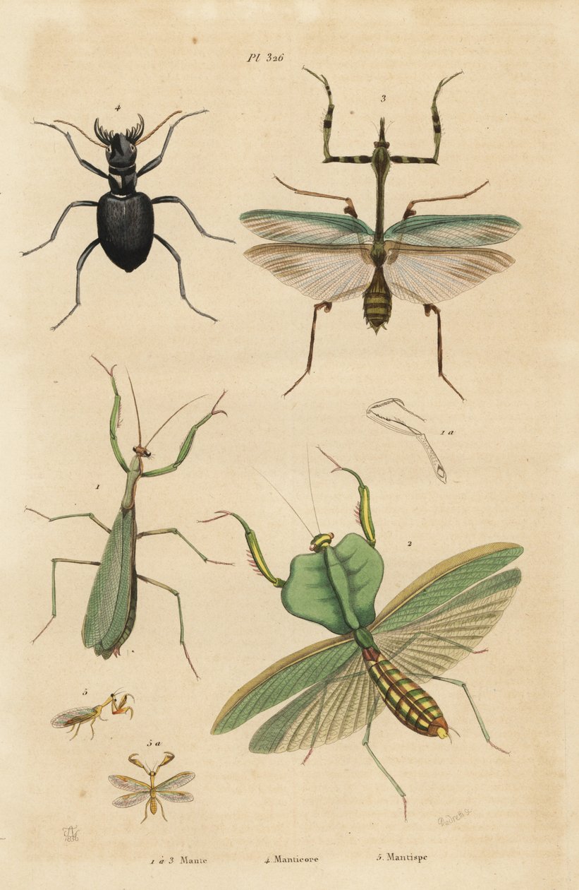 欧洲螳螂，Mantis religiosa 1，叶螳螂，Choeradodis rhomboidea 2，虎甲虫，Manticora latipennis 3，螳螂虫，Mantispa styriaca 4 作者 不明
