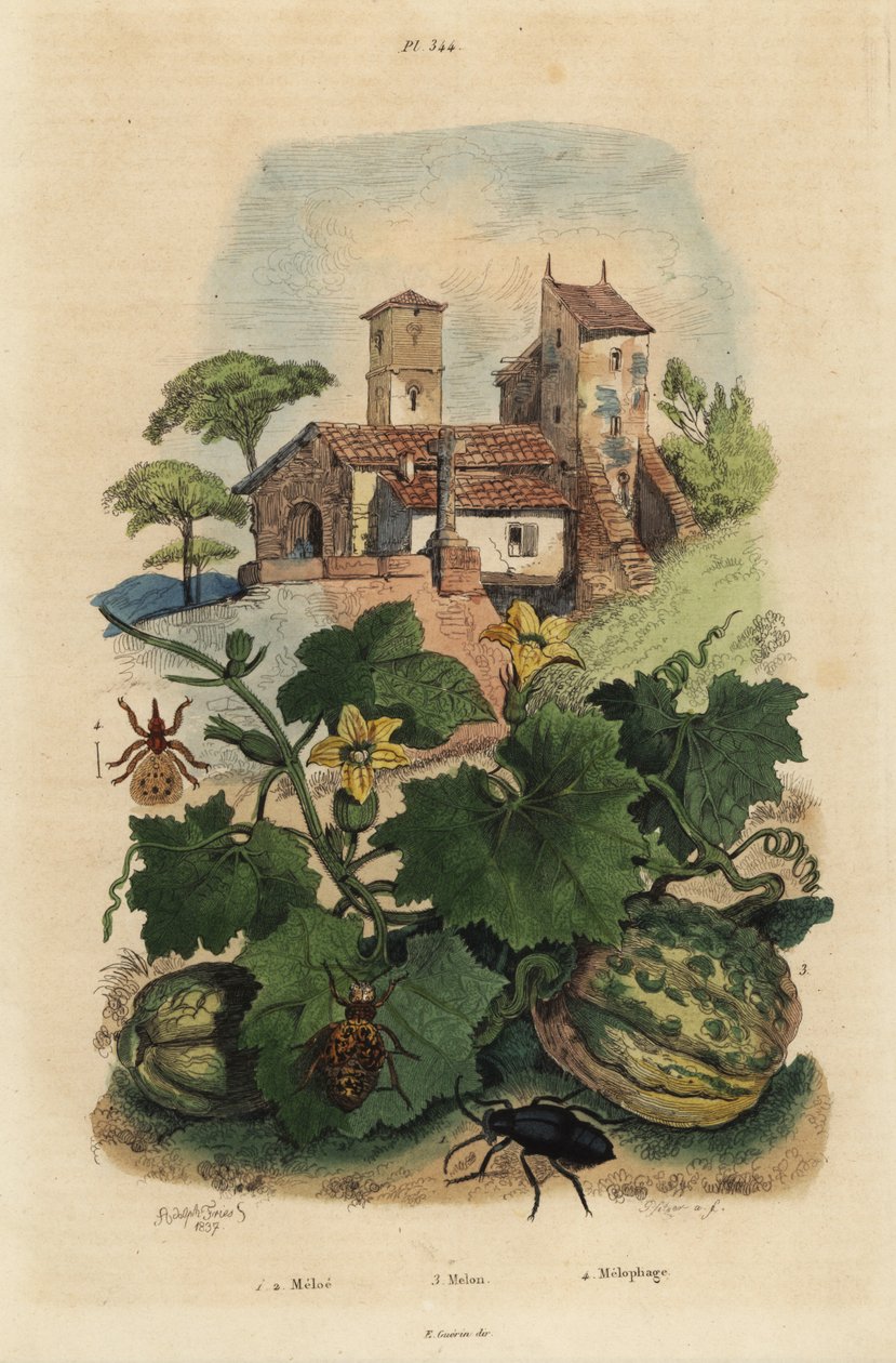 European oil beetle, Meloe proscarabaeus 1,2, melon de Honfleur, Cucumis melo 3, and sheep ked, Melophagus ovinus 4 作者 不明