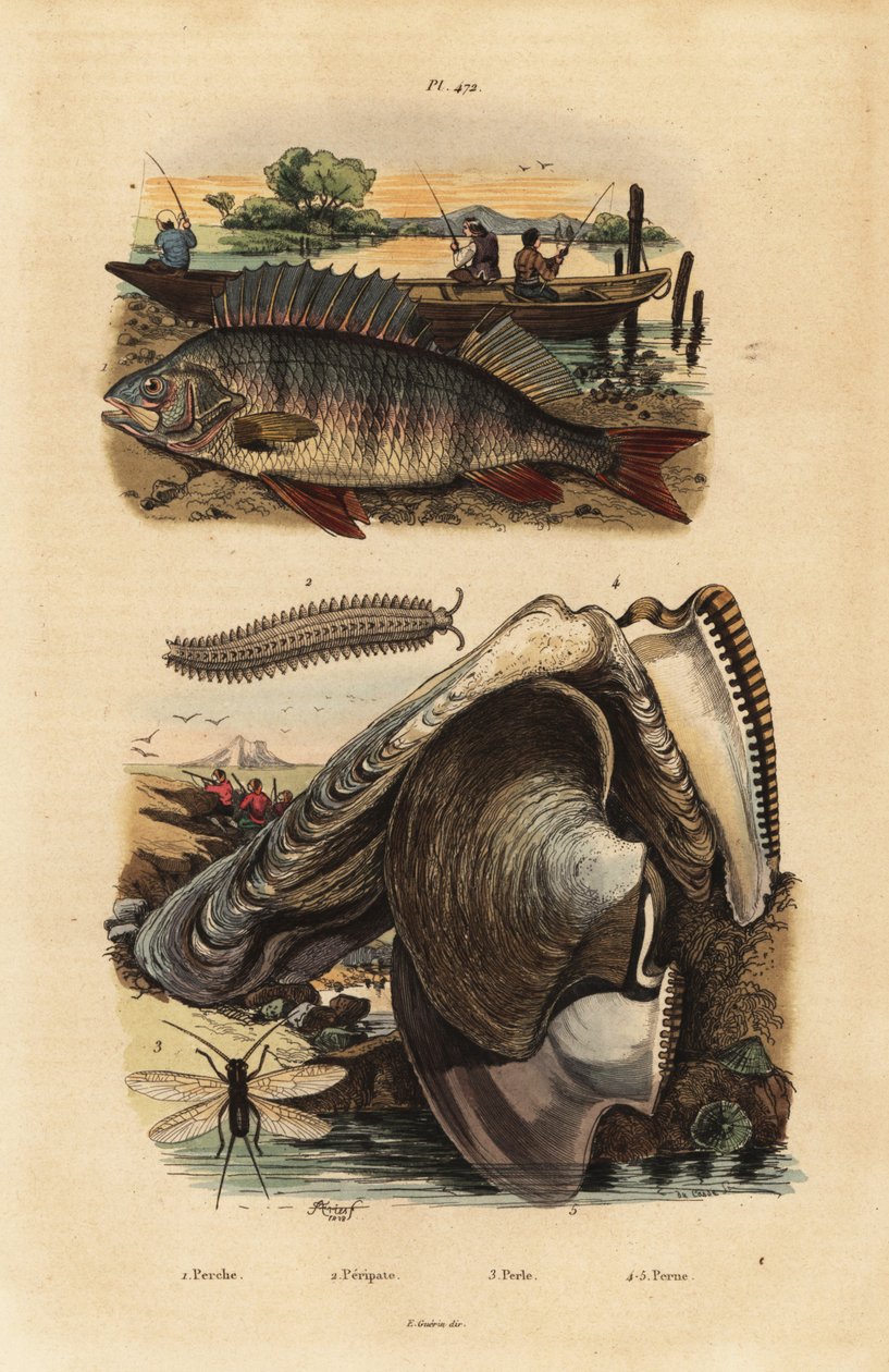 欧洲鲈鱼，Perca fluviatilis 1，天鹅绒虫，Peripatus iuliformis 2，草蜻蛉，Perla marginata 3，和珍珠牡蛎，Isognomon isognomum 4。Perche, Peripate, Perle, Perne 作者 不明