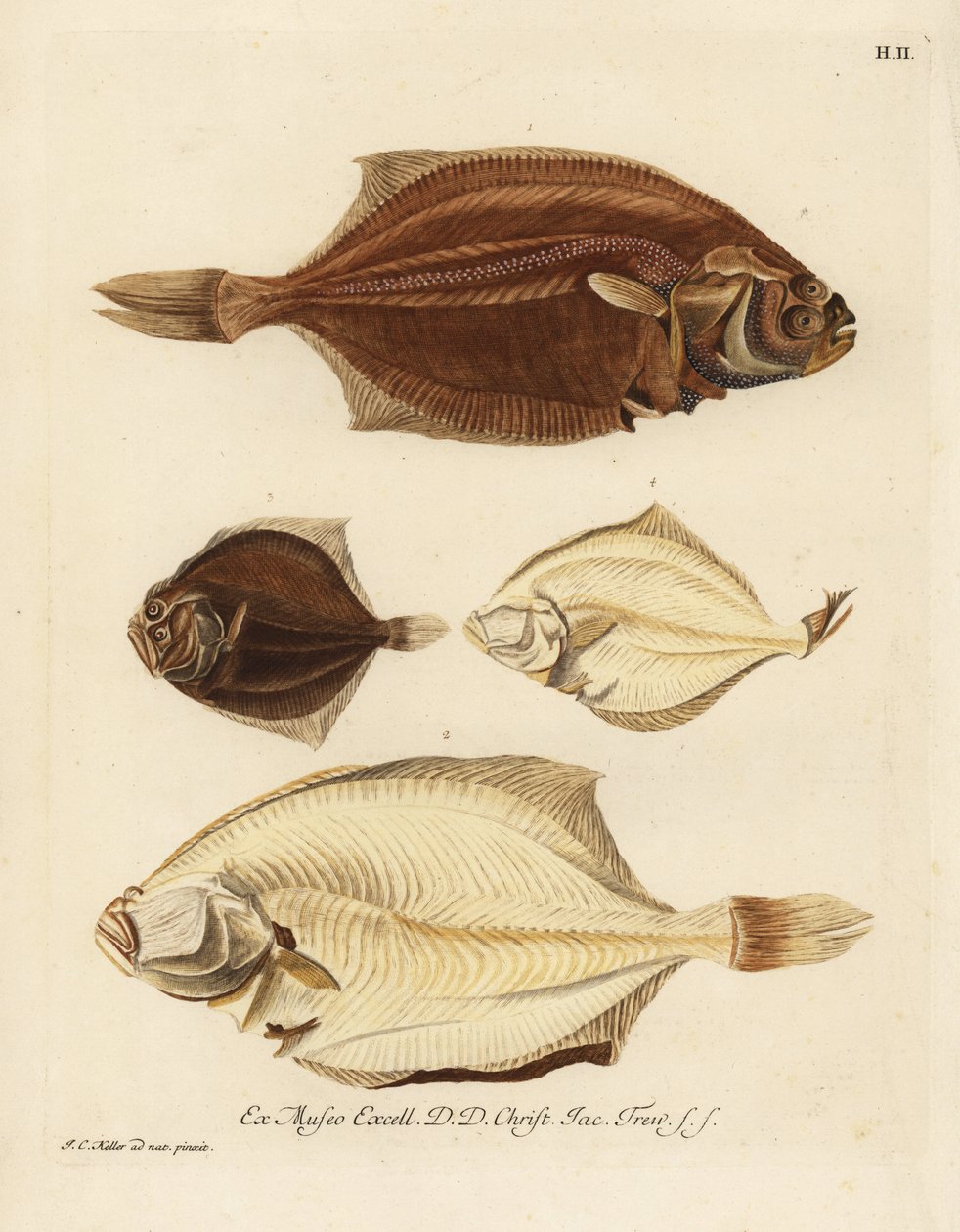 欧洲鲽（Pleuronectes platessa）1,2 和胭脂鱼（Scophthalmus rhombus）3,4。右侧的多宝鱼或弯曲鱼，左侧的鲽鱼，左侧的鲽鱼或菱形鱼，左侧的小比目鱼。手工彩色铜板雕刻 作者 未知艺术家