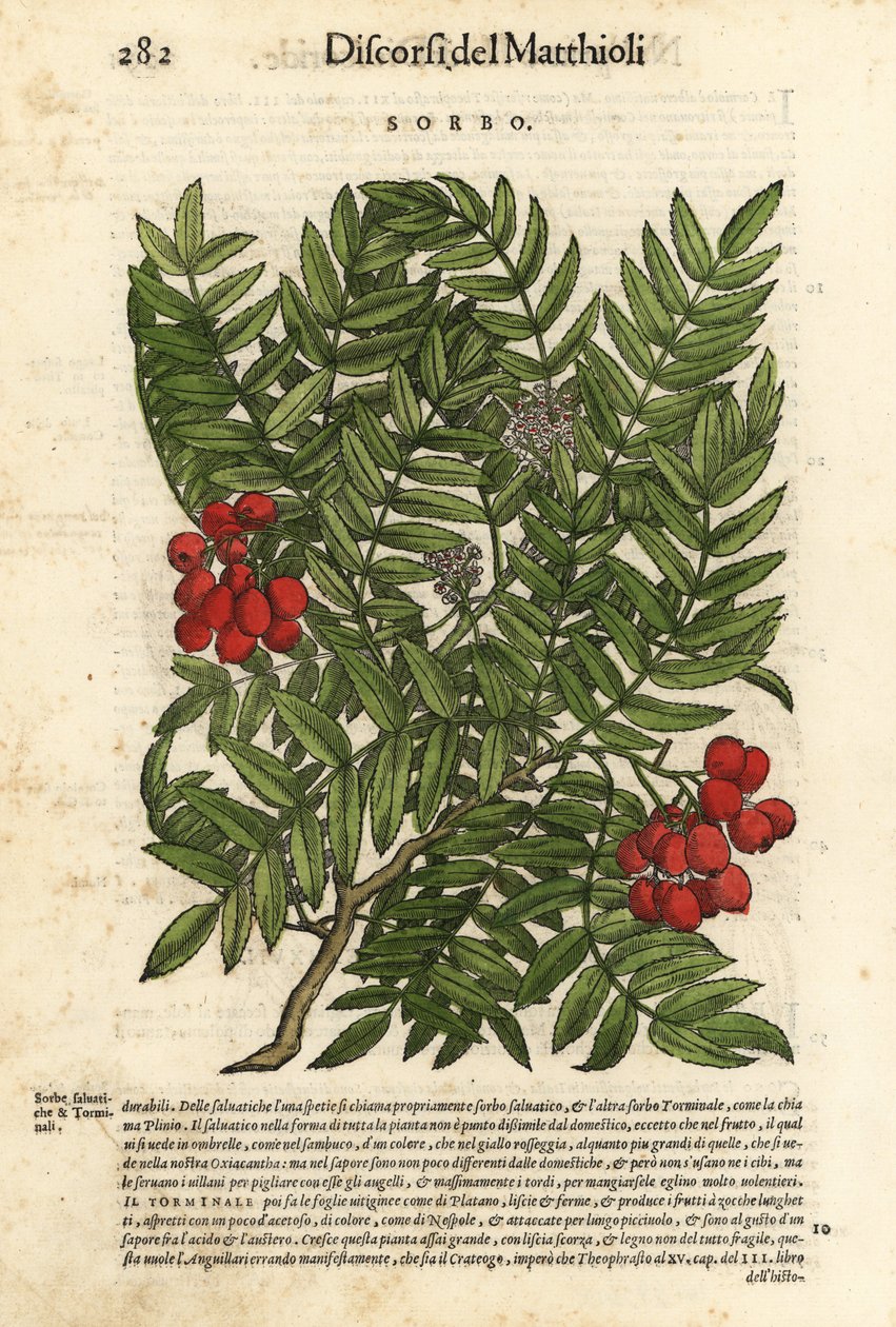 欧洲花楸（Sorbus aucuparia）。Wolfgang Meyerpick 根据 Giorgio Liberale 从 Pietro Andrea Mattioli 的《Discorsi di P.A. Matthioli ne i sei libri della Materia Medicinale di Pedacio Dioscoride Anaza》中选取的插图绘制的手绘木刻版画。 作者 未知艺术家