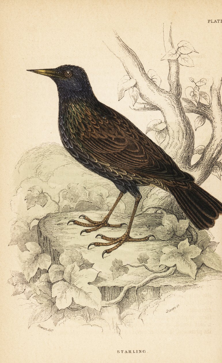 欧洲八哥，Sturnus vulgaris.1889（雕刻） 作者 未知艺术家