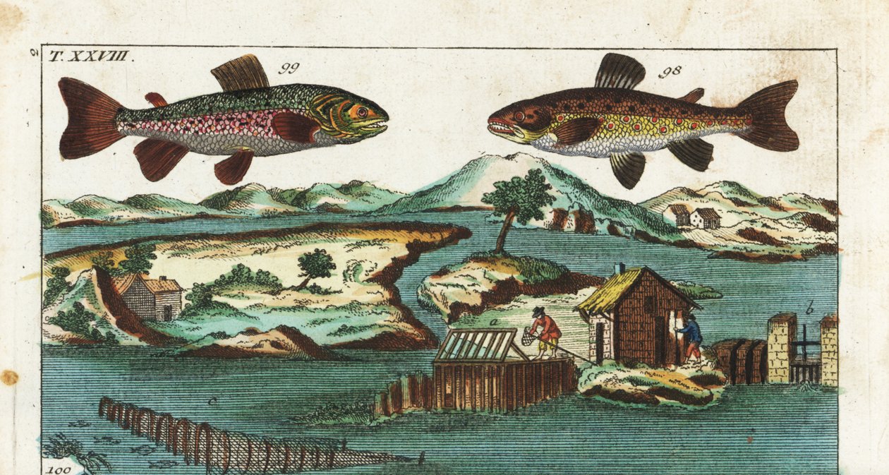 欧洲鳟鱼--利用人工急流捕鱼的技术--海鳟（Salmo trutta trutta 98）、鲑鱼（Salvelinus alpinus alpinus 99），以及利用河流上的人工急流用格栅和渔网捕捉鲑鱼的捕鱼方法。手工上色的铜板 作者 未知艺术家