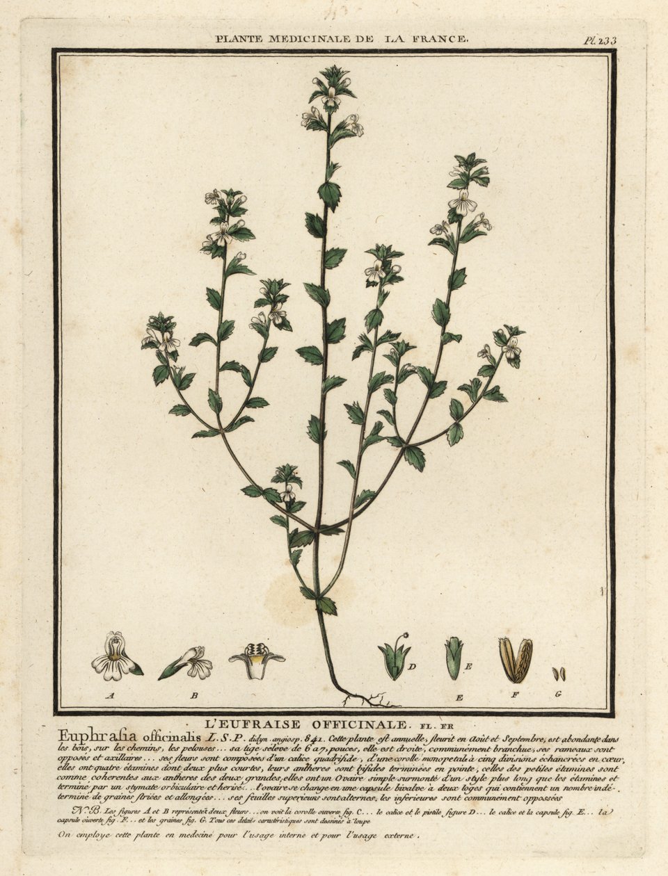 Eyebright, Euphrasia rostkoviana. 作者 未知艺术家
