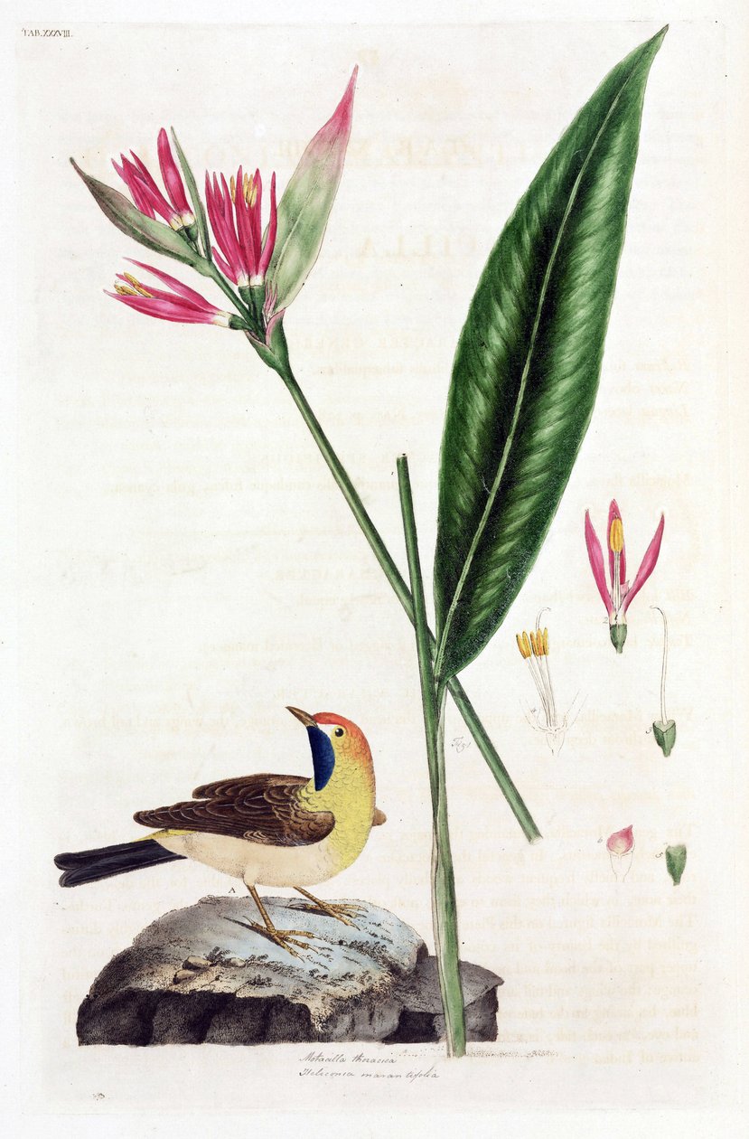 假天堂鸟花 (Faux Oiseau du Paradis) 和 wagtail (Wagtail 或 Motacilla thoracica、Heliconia marantifolia 或 Heliconia hirsuta 作者 不明