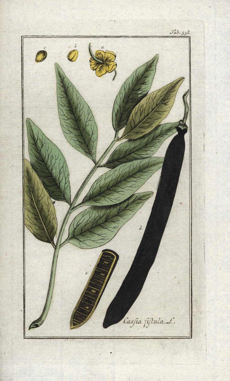 假角豆树、假角豆树、金雨或罐头花（Cassia fistula）。石版画，选自约翰内斯-佐恩（1739-1799 年）的 "Afbeelding der Artseny-Gewassen"，荷兰 作者 未知艺术家