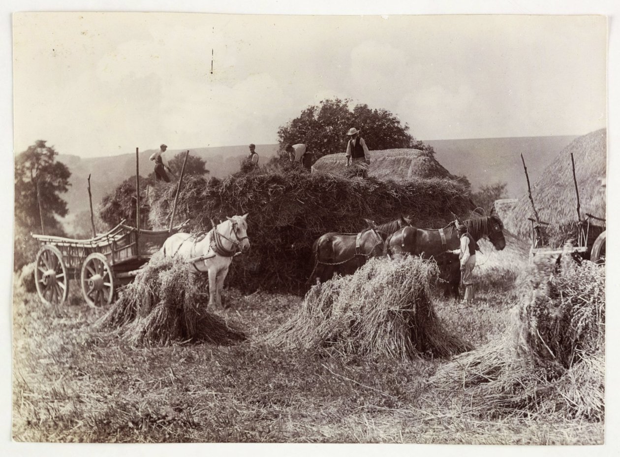 耕作场景，收割和储存，1900年前的收割，约1890年 作者 不明