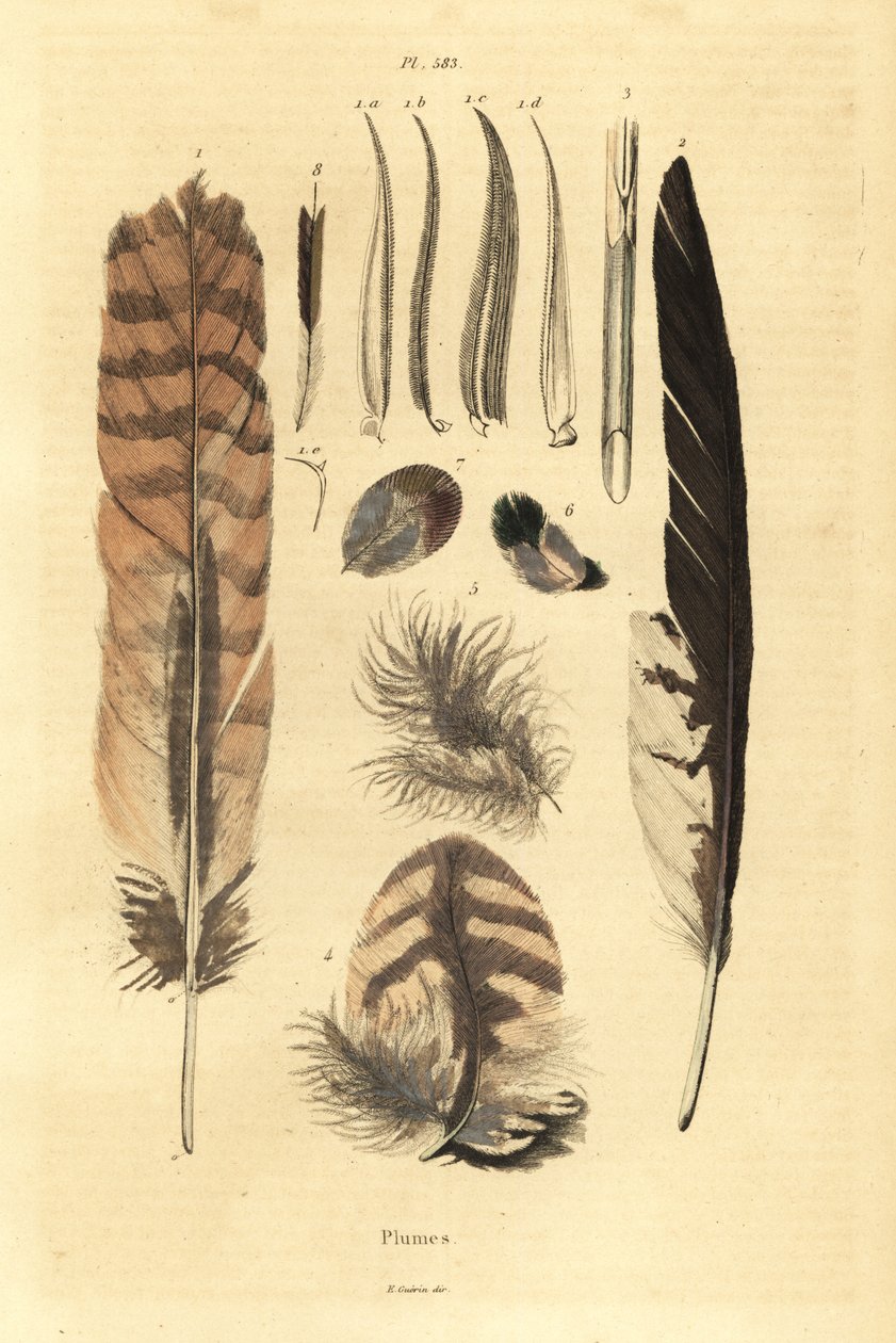 Feathers, plumes, bird anatomy 作者 不明