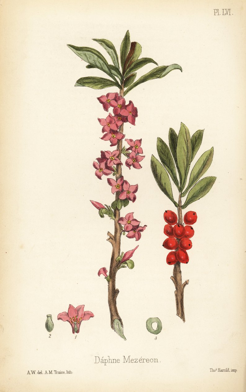 二月桂，mezereon 或刺月桂，Daphne mezereum（Daphne mezereon）。A.M. Traice 根据爱德华-汉密尔顿（Edward Hamilton）的《植物顺势疗法》（Flora Homeopathica）中 A.W. 的插图绘制的手绘彩色石版画，Bailliere，伦敦 作者 未知艺术家