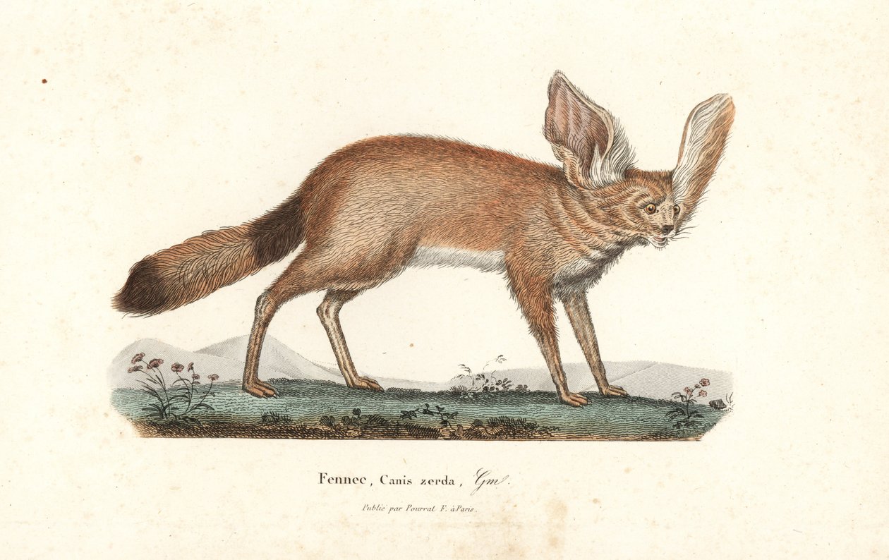 耳廓狐（Vulpes zerda）。手绘铜版画，选自 Rene Primevere Lesson 的《布冯补编》，巴黎 Pourrat Freres 出版社 作者 未知艺术家