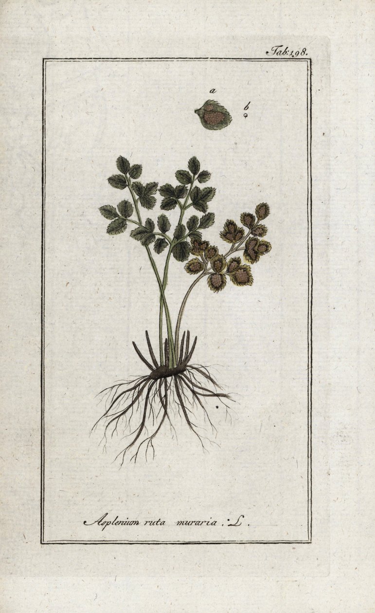 墙壁上的蕨类植物或墙壁上的蕨类植物街（Asplenium ruta muraria）。石版画，选自约翰内斯-佐恩（1739-1799 年）的 "Afbeelding der Artseny-Gewassen"，荷兰 作者 未知艺术家