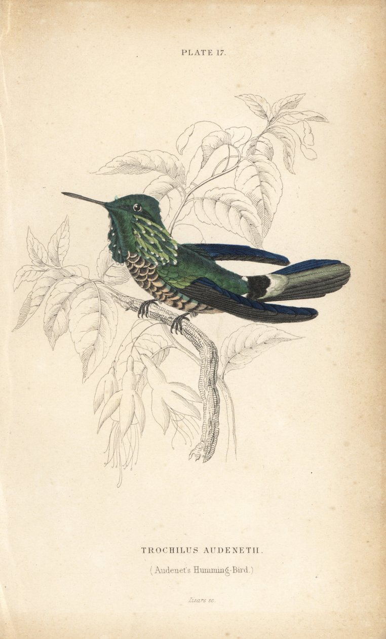 Festive coquette, Lophornis chalybeus (Audenet