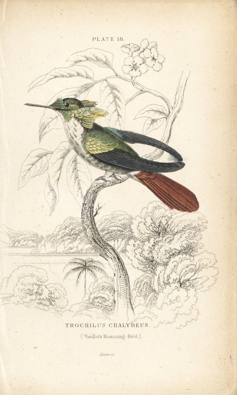 Festive coquette, Lophornis chalybeus (Vieillot