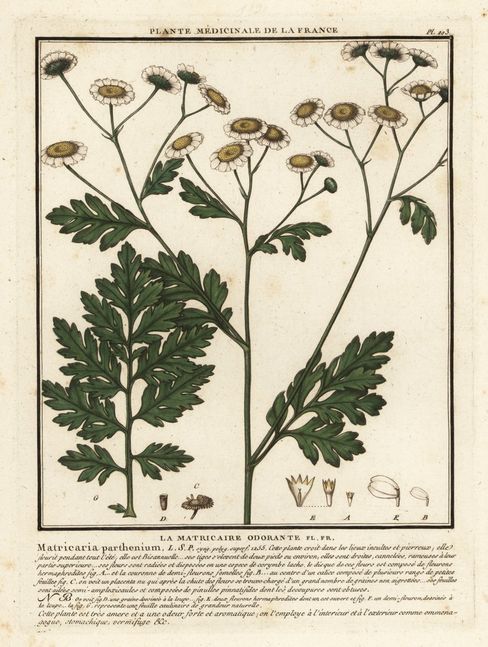 Feverfew, Tanacetum parthenium. 作者 未知艺术家