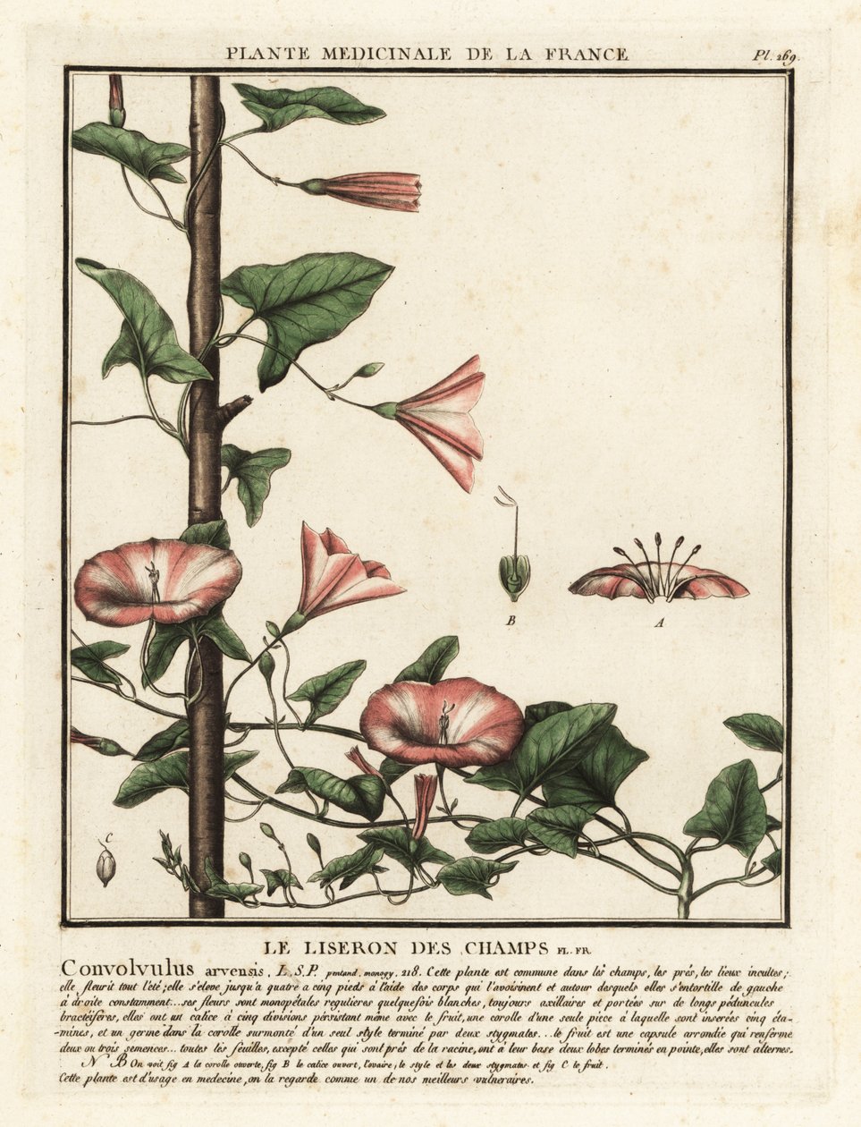 田蓼（Convolvulus arvensis）。 作者 未知艺术家