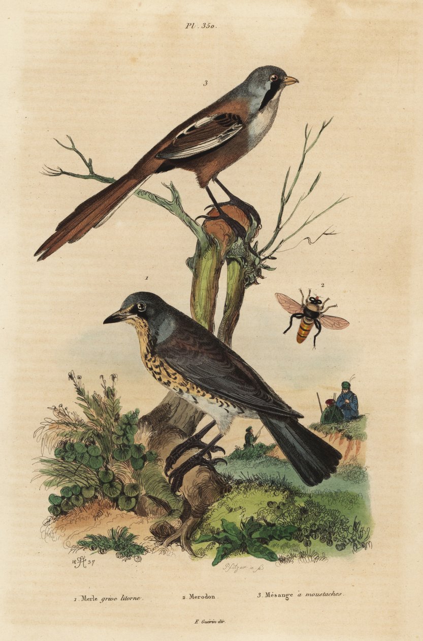 Fieldfare, Turdus pilaris, and bearded reedling, Panurus biarmicus Le merle grive litorne, merodon et mesange a mustaches 作者 不明