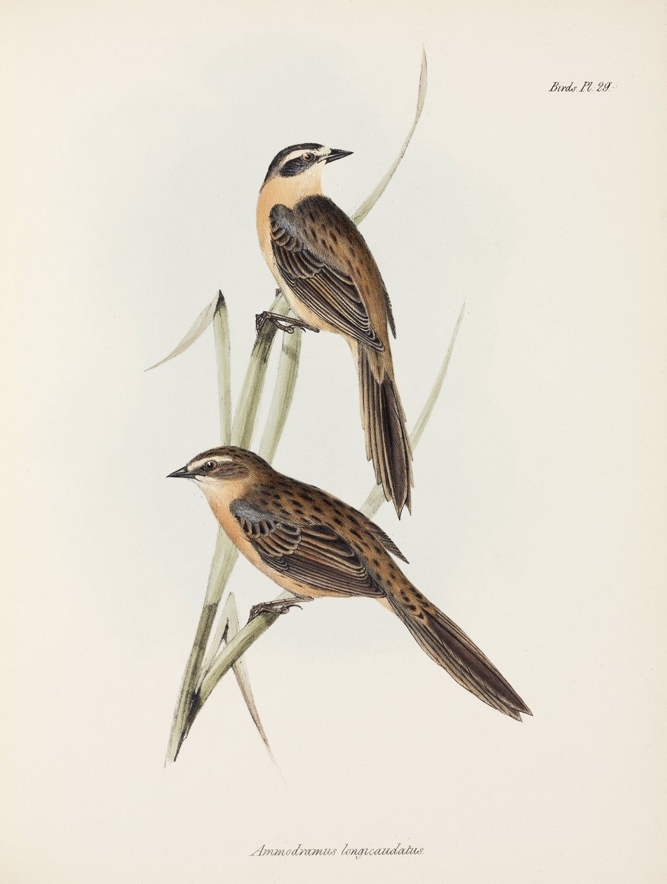 雀鸟，约 1832-1836 年 作者 未知艺术家