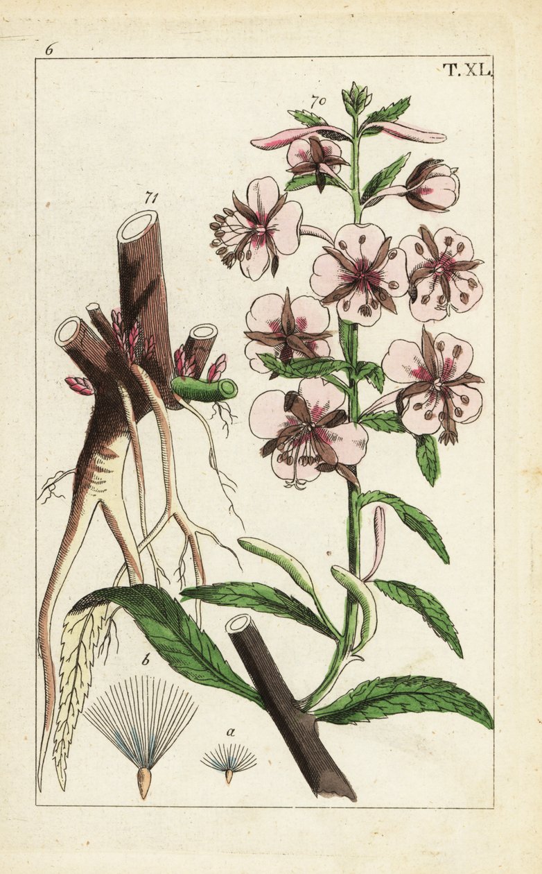 火草，Epilobium angustifolium。 作者 未知艺术家