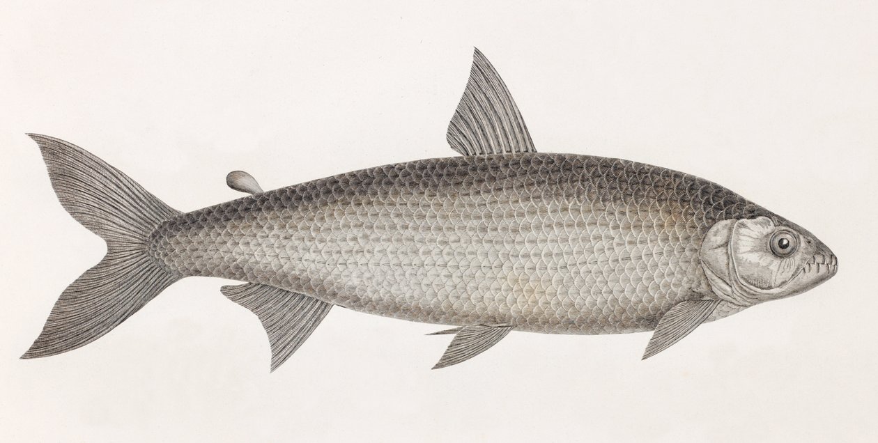 鱼： Le Characin 作者 不明