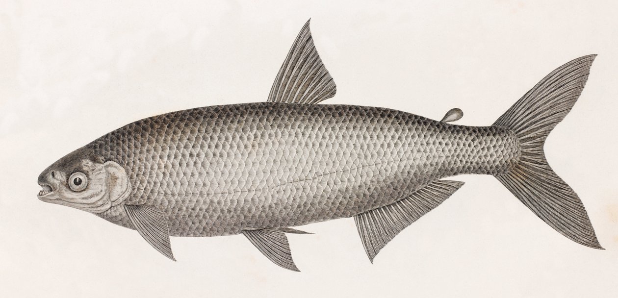 鱼： Le Characin 作者 不明