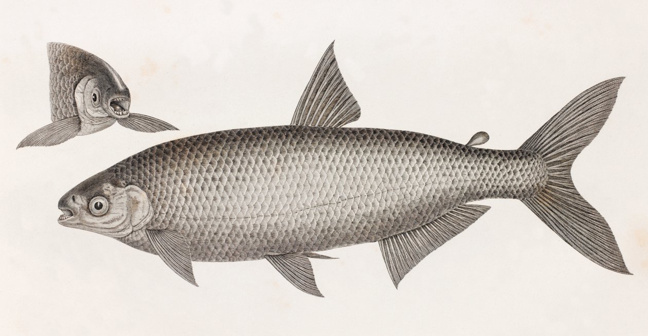 鱼。恰拉肯（Le Characin 作者 不明