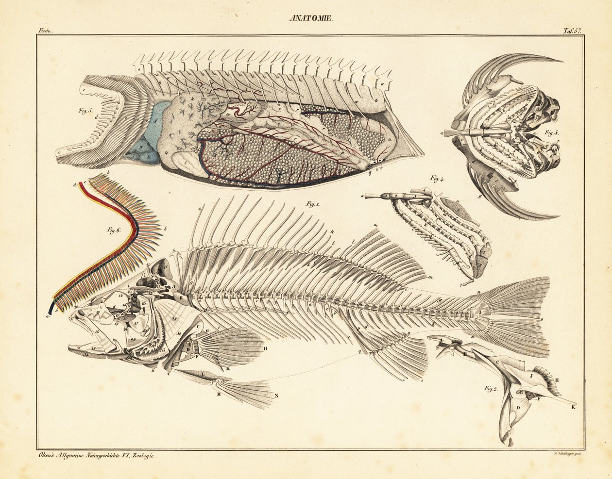 显示骨骼、鳃等的鱼类解剖图，1841 年（石版画） 作者 未知艺术家
