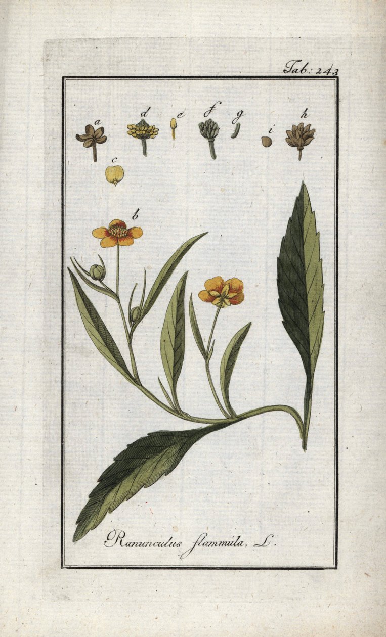 火焰毛茛或小沼泽或小火焰（Ranunculus flammula）。石版画，选自约翰内斯-佐恩（1739-1799 年）的 "Afbeelding der Artseny-Gewassen"，荷兰 作者 未知艺术家