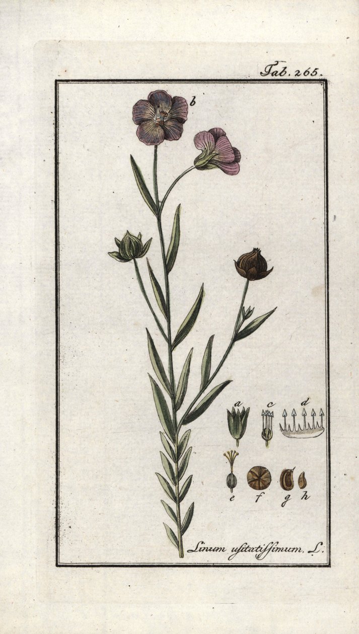 亚麻籽（Linum usitatissimum）。石版画，选自约翰内斯-佐恩（1739-1799 年）的 "Afbeelding der Artseny-Gewassen"，荷兰 作者 未知艺术家