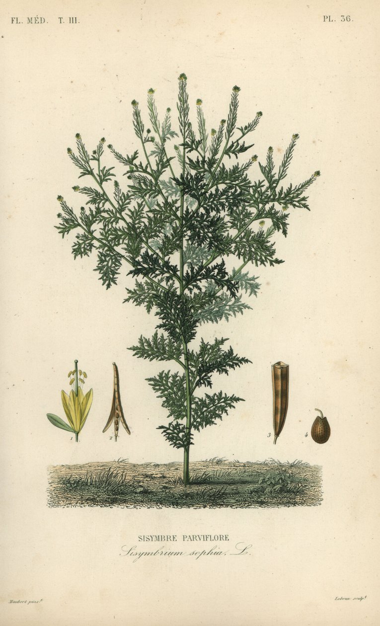Flixweed, herb-Sophia or tansy mustard, Descurainia sophia, Sisymbrium sophia, Sisybre parviflore 作者 不明