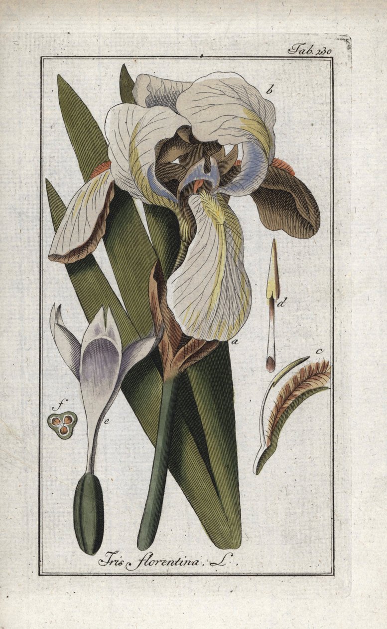佛罗伦萨鸢尾花（Iris florentina）。约翰内斯-佐恩（Johannes Zorn，1739-1799 年）"Afbeelding der Artseny-Gewassen "中的石版画，荷兰 作者 未知艺术家