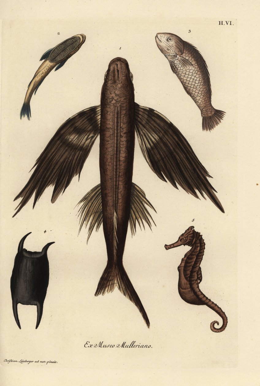 飞鱼 Exocoetus volitans 1，吸盘鱼 Remora remora 2，肺鱼 Lates calcarifer 3，鳞鱼 4，海马 Hippocampus species 5。根据克里斯蒂安-莱因贝格尔（Christian Leinberger）的插图绘制的手工彩色铜版画，选自乔治-沃尔夫冈-克诺尔（Georg Wolfgang Knorr）的《Deliciae》。 作者 未知艺术家