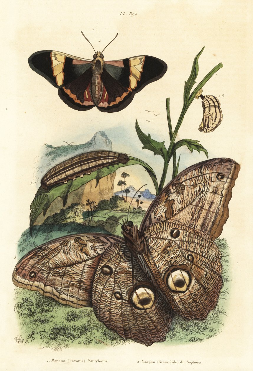 森林巨鸮蝶，Caligo eurilochus 1和Brassolis sophorae蝴蝶，蛹和毛虫2 作者 不明