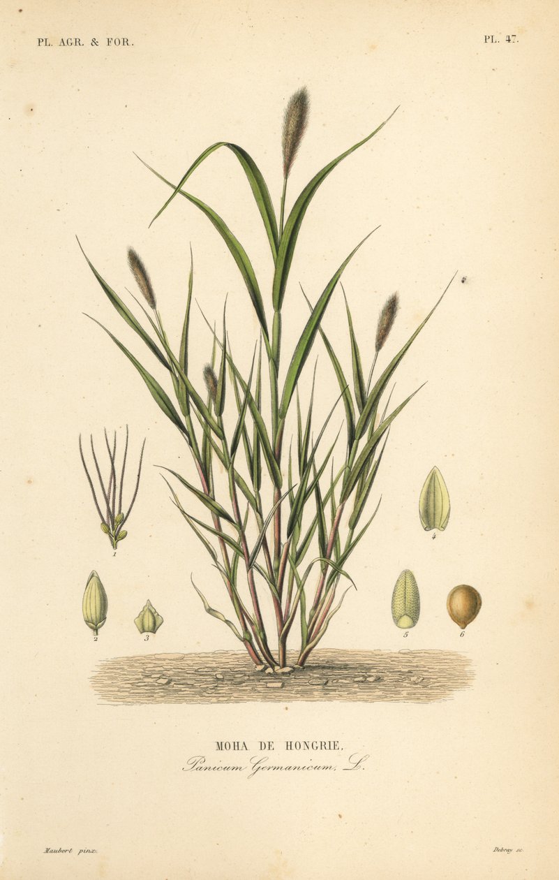 狐尾小米或意大利小米，Setaria italica, Panicum germanicum, Moha de Hongrie 作者 不明