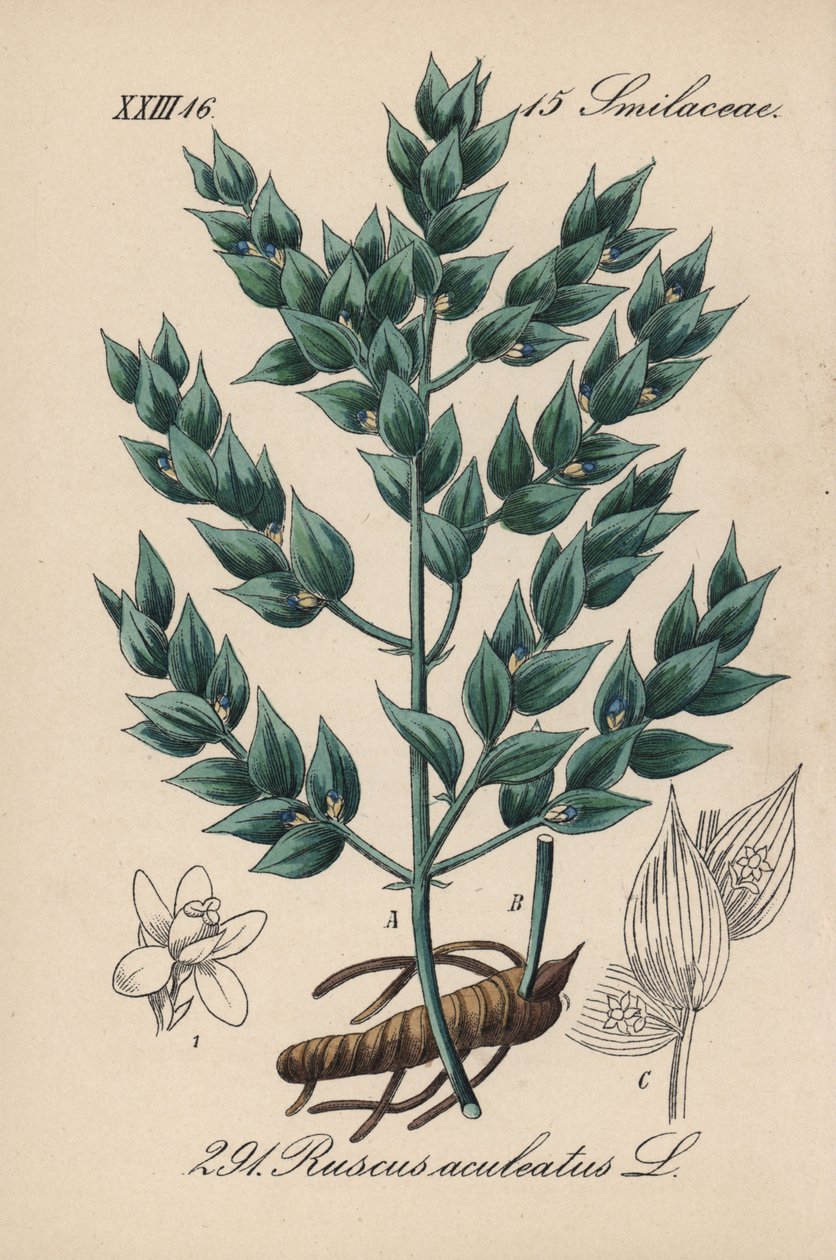 弗拉贡假冬青或小冬青--屠夫扫帚，Ruscus aculeatus。Diederich von Schlechtendal 的《德国植物》（Flora von Deutschland）中的手工彩色石版画，耶拿 作者 未知艺术家