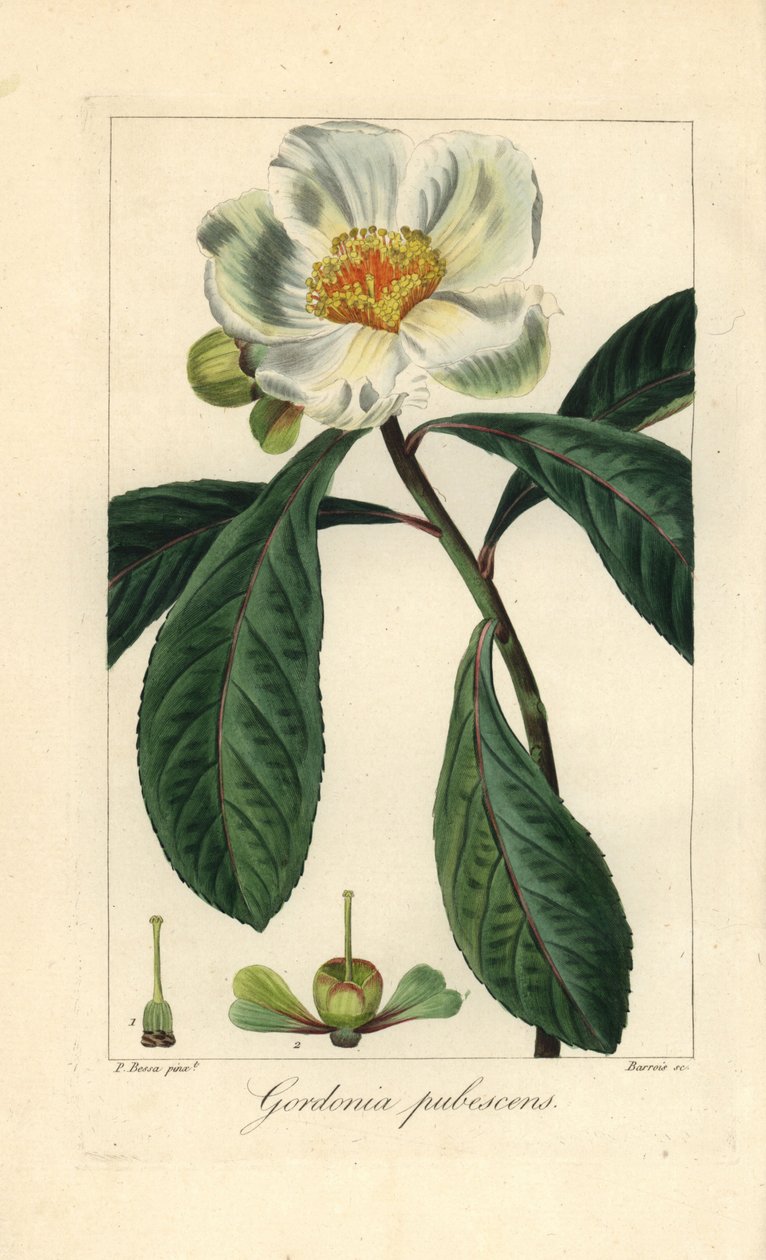 富兰克林树，Franklinia alatamaha，原产于美洲，在野外已经灭绝。巴鲁瓦根据潘克雷斯-贝萨的植物学插图在铜版上绘制的手工彩色条纹版画，插图出自莫丹-德-劳内的《业余爱好者百科全书》，奥多，巴黎 作者 未知艺术家