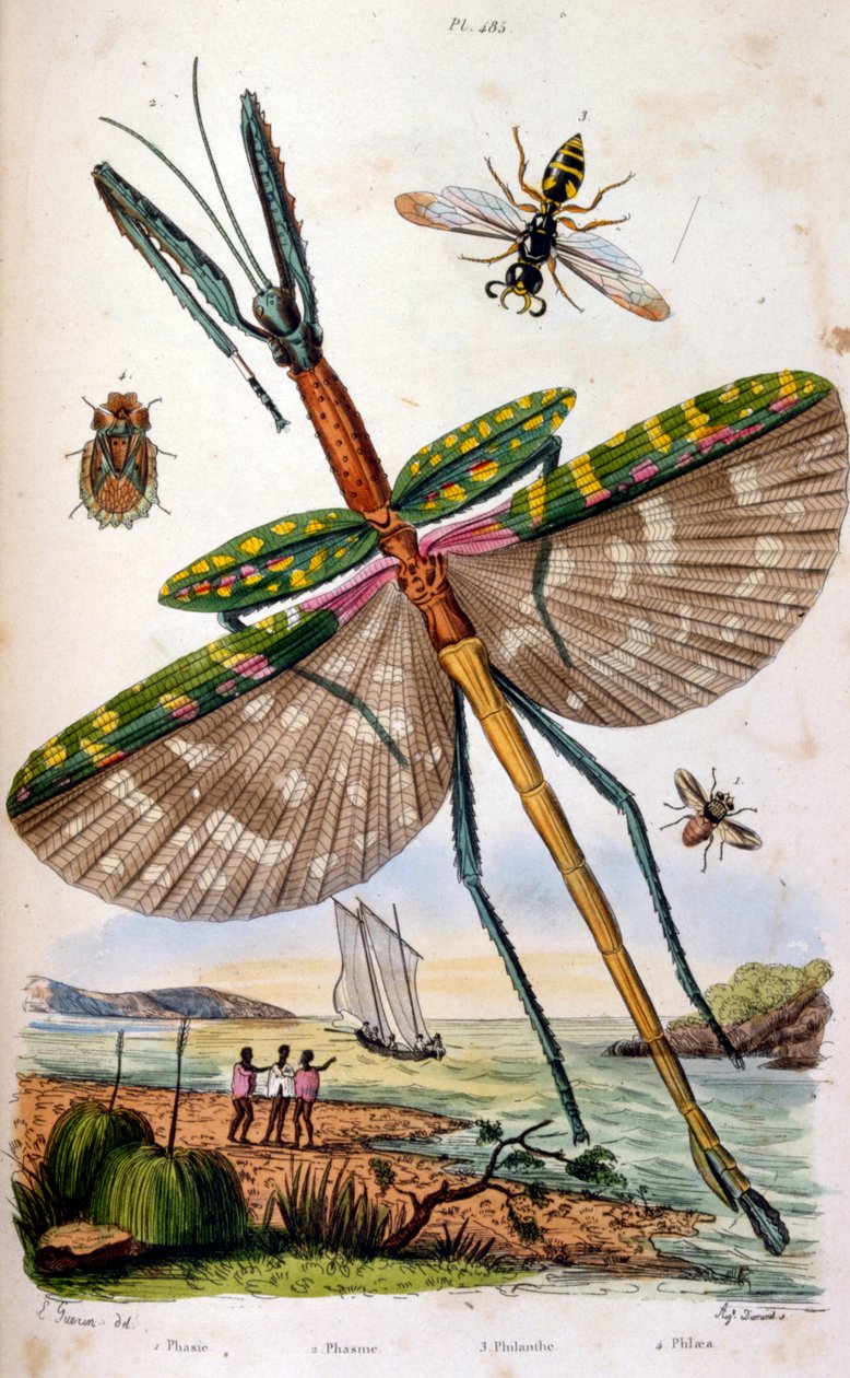 法文。彩色插图，约创作于 1884 年，描绘了各种热带昆虫，包括一只大蜻蜓 作者 未知艺术家