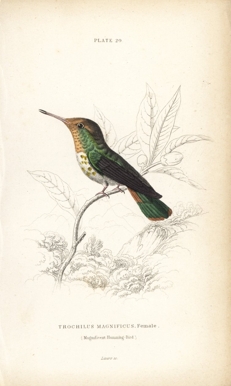华丽蜂鸟，Lophornis magnificus，雌鸟（华丽蜂鸟，Trochilus magnificus）。William Lizars 的手绘钢板雕刻，选自 William Jardine 爵士的《博物学家图书馆》：鸟类学：蜂鸟，爱丁堡，W.H. Lizars 作者 未知艺术家
