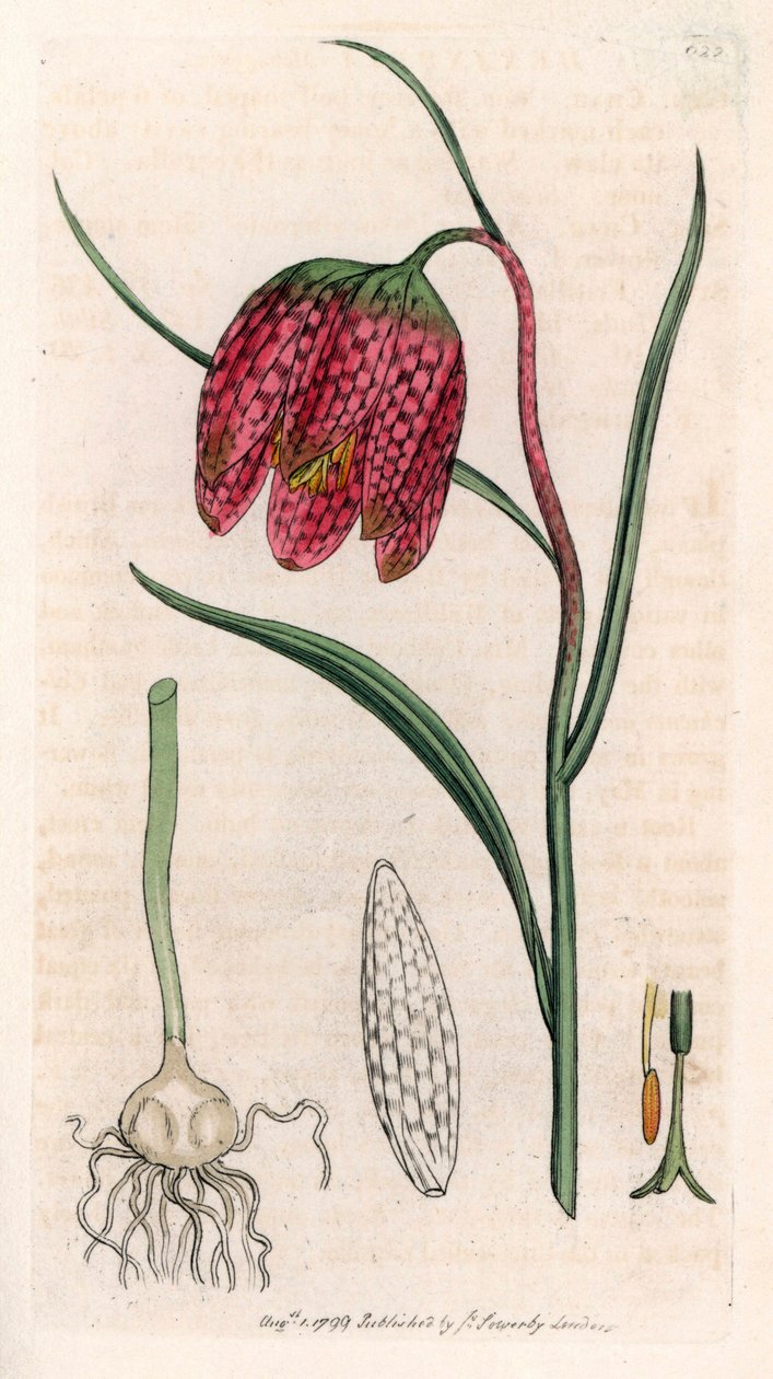 珍珠鸡卵或棋盘格（Fritillaria meleagris）--根据詹姆斯-索尔比（James Sowerby）为英国伦敦出版的史密斯《英国植物志》绘制的石版画。 作者 未知艺术家