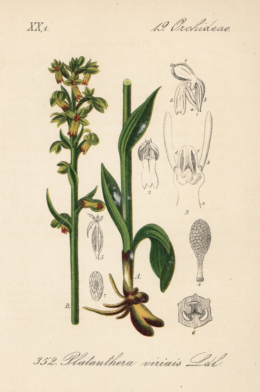 蛙兰 - 蛙兰，Dactylorhiza viridis (Platanthera viridis)。Diederich von Schlechtendal 的《德国植物志》中的手工彩色石版画，耶拿 作者 未知艺术家