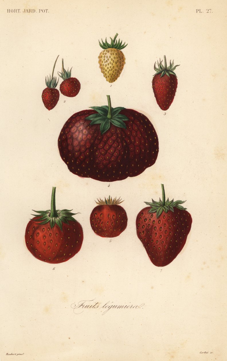 Fruits, fruits legumieres 作者 不明