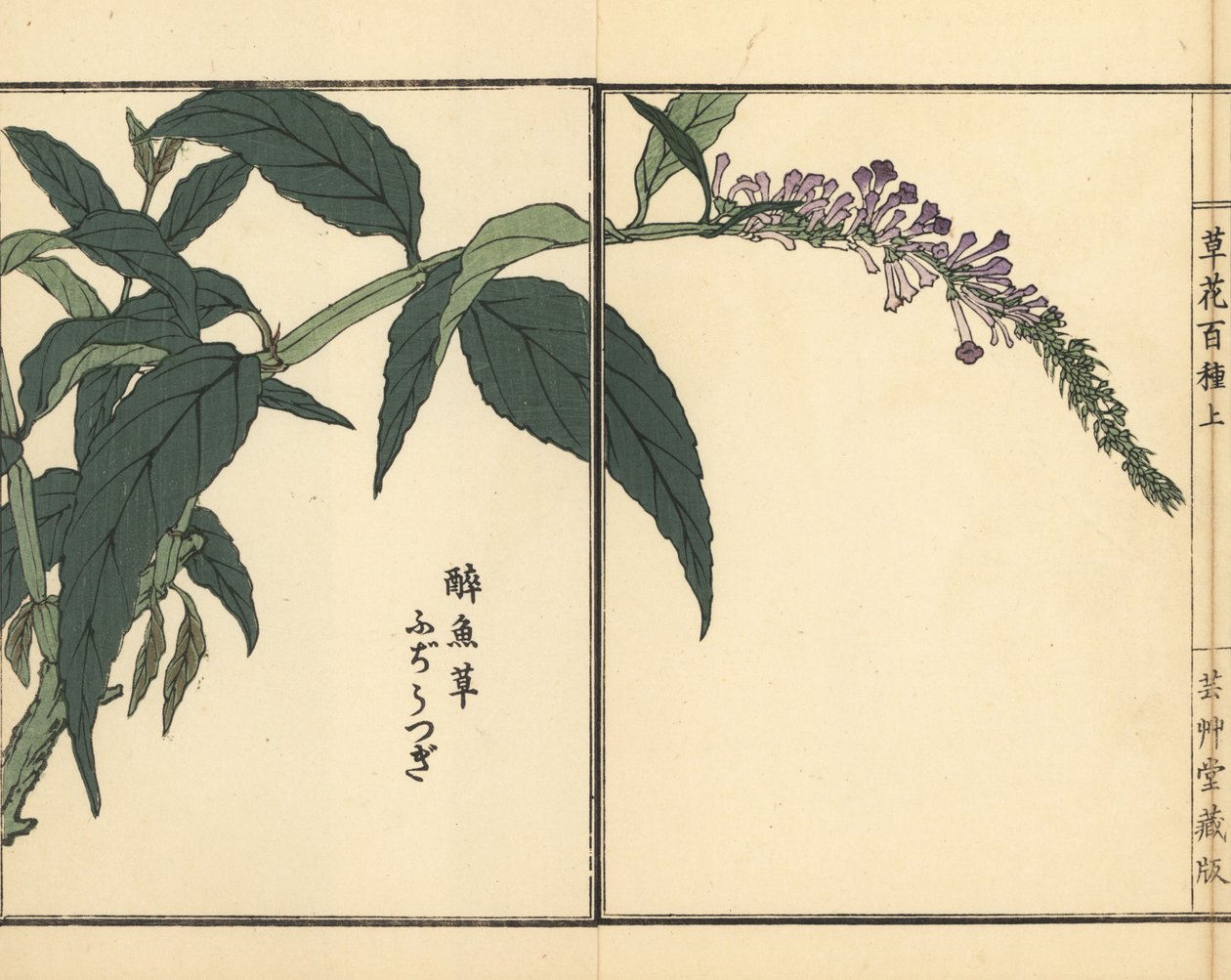 Fujiutsugi或Buddleia，百日草品种。Kono Bairei 的手绘木版画，选自《百花图》，东京，山田 作者 未知艺术家