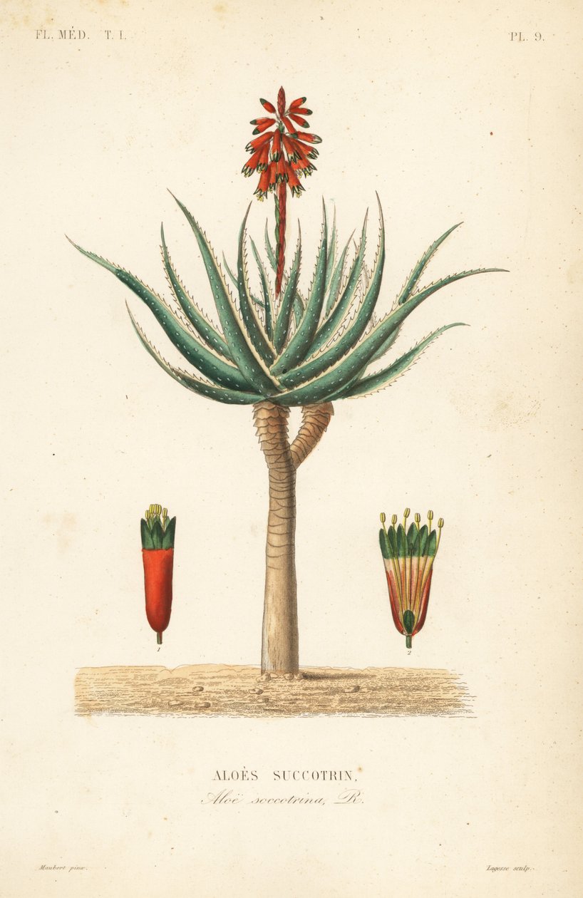 Fynbos aloe, Aloe succotrina, Aloes succotrin 作者 不明