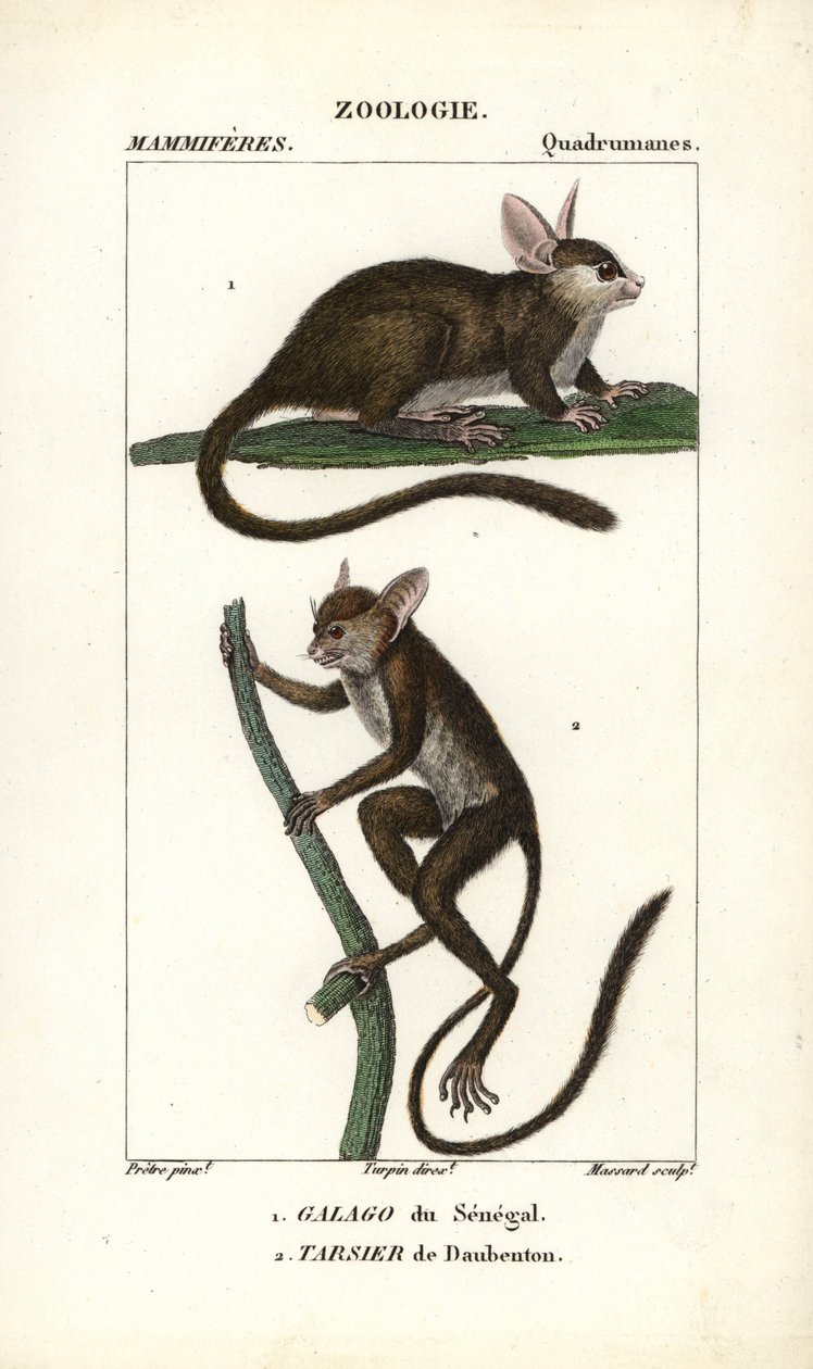 Galago du Senegal 和 tarsier de Daubenton - Eau forte，Jean Gabriel Pretre（1780-1845 年）著，Carnonkel 刻版，为 Frederic Cuvier 著、Pierre Jean Francois Turpin（1775-1840 年）编辑、F.G.Levrau 出版的《自然科学词典：哺乳动物》所作。 作者 未知艺术家
