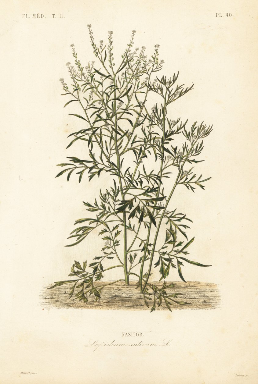 水芹、芥末和水芹或胡椒草、Lepidium sativum、Nasitor 作者 不明