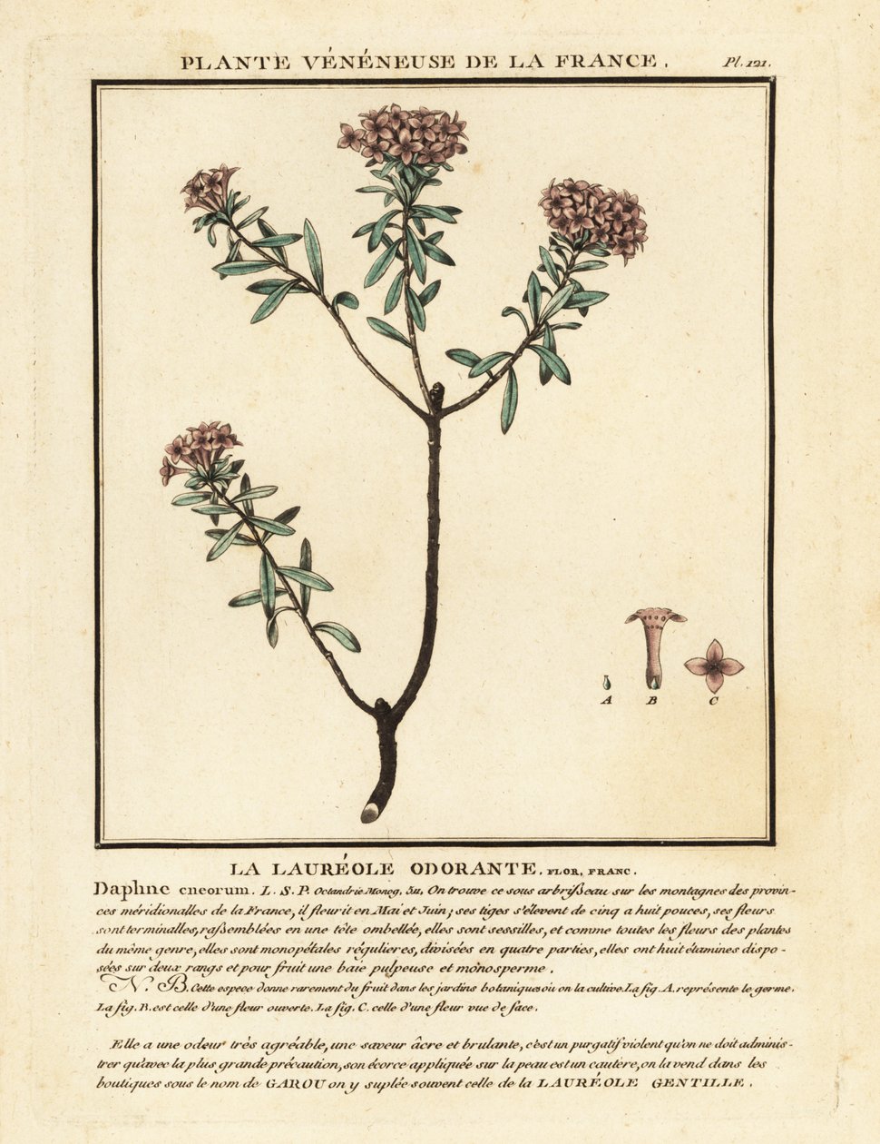 花环花，Daphne cneorum。 作者 未知艺术家